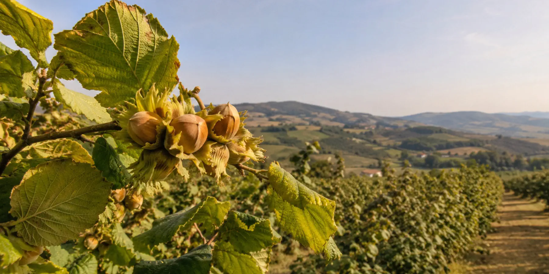 Piemonteser Haselnüsse